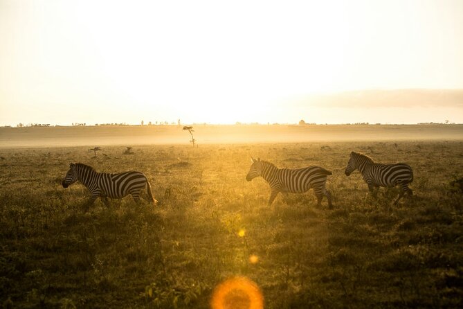 5 Days of Kenyan Magic: A Whirlwind Safari Adventure - Day 3: From the Mara to Lake Nakuru