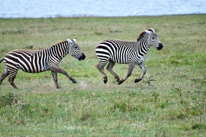 5 Days of Kenyan Magic: A Whirlwind Safari Adventure - The small-group setup and guide service