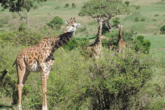 5 Days Ol Pejeta-Lake Nakuru-Masai Mara Mid-Comfort Safari - A full day among Mara predators and grazers
