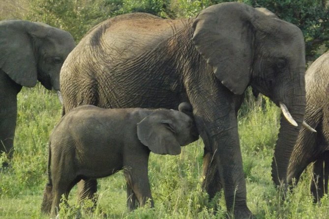 5 Days Ol Pejeta-Lake Nakuru-Masai Mara Mid-Comfort Safari - The optional Maasai village visit and Nairobi finish