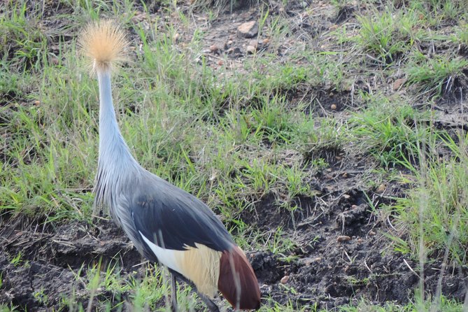 5 Days Ol Pejeta-Lake Nakuru-Masai Mara Mid-Comfort Safari - What the $2,027 price means