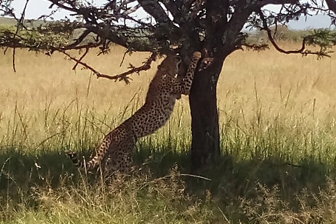 5 Days Safari to Aberdare N/P, Nakuru N/P and Maasai Mara N/R. - Day two: Thompson’s Falls and Lake Nakuru at sunset