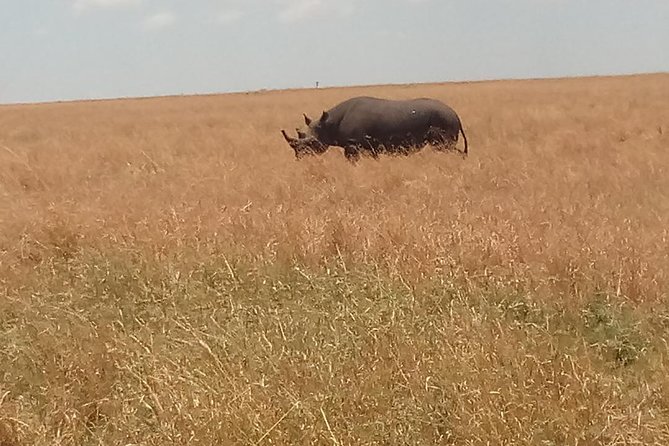 5 Days Safari to Amboseli N/P, Lake Naivasha, Maasai Mara N/R. - Day 2: hippos and fish eagles on Lake Naivasha