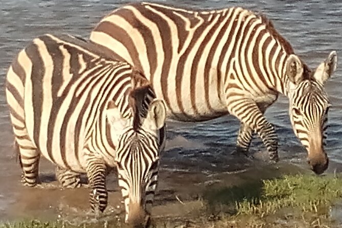 5 Days Safari to Amboseli N/P, Lake Naivasha, Maasai Mara N/R. - Day 4: the main Maasai Mara game-drive day