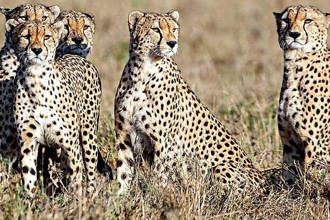 5 Days Safari to Amboseli N/P, Lake Naivasha, Maasai Mara N/R. - Day 5: sunrise predators, then back to Nairobi