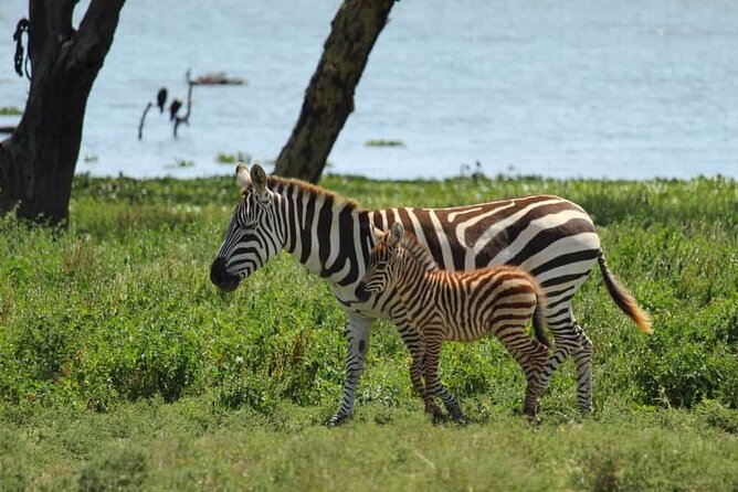 5 Days Safari to Amboseli N/P, Lake Naivasha, Maasai Mara N/R. - What the $2,800 price includes