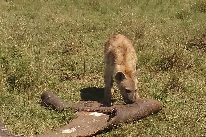 5 Days Safari to Amboseli N/P, Lake Naivasha, Maasai Mara N/R. - Who will enjoy this safari most