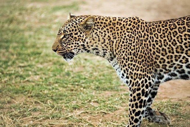 5 Days safari to Maasai Mara ,Lake Nakuru and Hell's gate national park - Two days to search the Mara for the Big Five