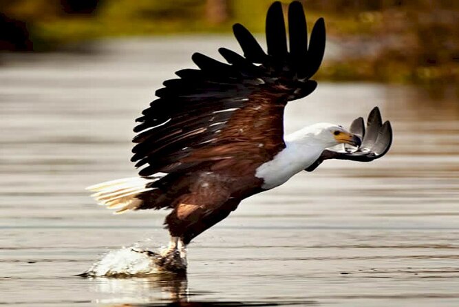 5 Days safari to Maasai Mara ,Lake Nakuru and Hell's gate national park - A one-hour boat ride on Lake Naivasha