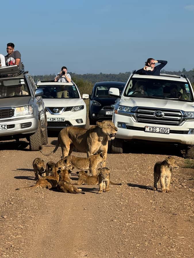 5-Hour Nairobi National Park 4x4 Safari with Free Pickup - Five hours of searching for Nairobi’s big animals