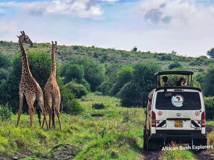 5-Hour Nairobi National Park 4x4 Safari with Free Pickup - Morning, afternoon, or evening timing