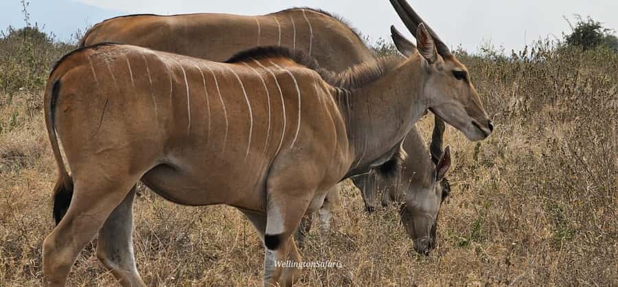 5-Hour Nairobi National Park 4x4 Safari with Free Pickup - Private, small-group, or shared: which format fits?
