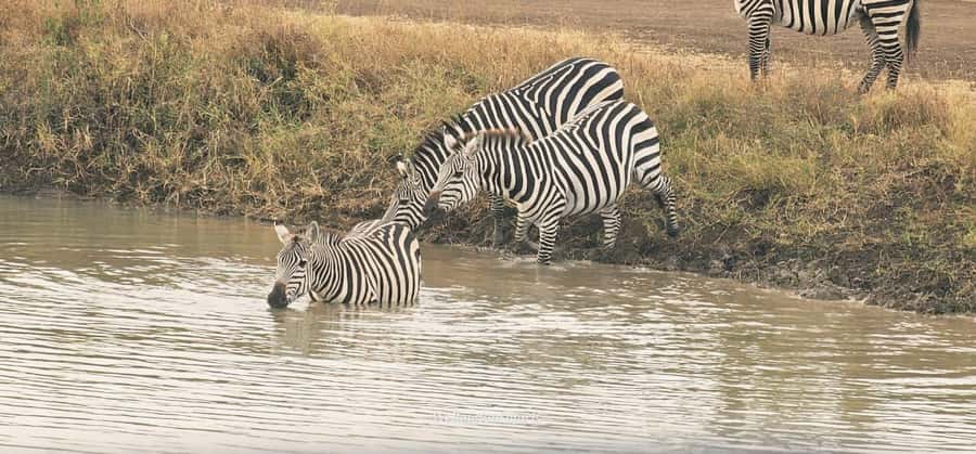 5-Hour Nairobi National Park 4x4 Safari with Free Pickup - Comfort, costs, and small practical details