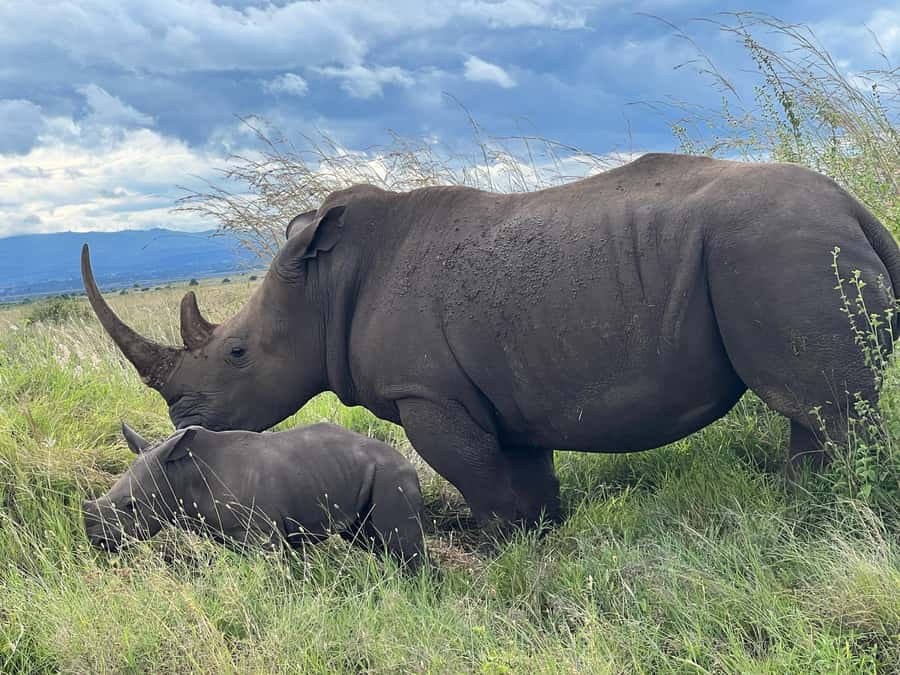 5-Hours Nairobi National Park Game Drive 4x4 Vehicle - Key points at a glance