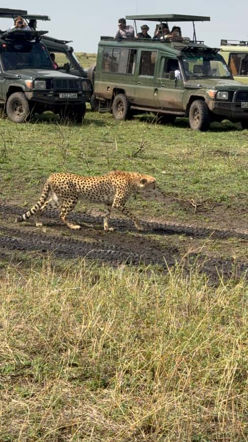 5-Hours Nairobi National Park Game Drive 4x4 Vehicle - A real safari without leaving Nairobi