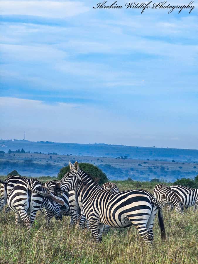 5-Hours Nairobi National Park Game Drive 4x4 Vehicle - Nairobi skyline views and photo stops