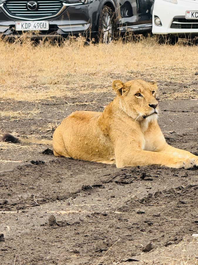 5-Hours Nairobi National Park Game Drive 4x4 Vehicle - The 30-minute Kazuri Beads Factory visit