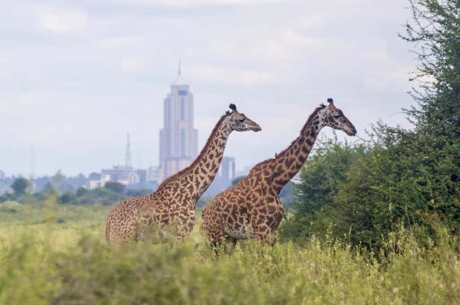 5-Hours Nairobi National Park Game Drive 4x4 Vehicle - What the $39 price really covers