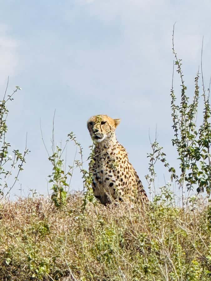 5-Hours Nairobi National Park Game Drive 4x4 Vehicle - Timing, flexibility, and group choice