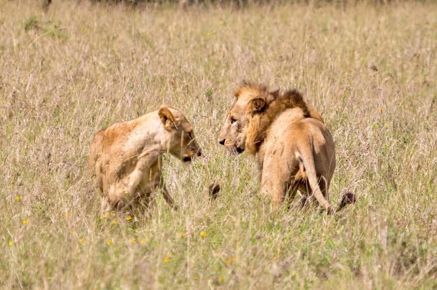 5-Hours Nairobi National Park Game Drive 4x4 Vehicle - Who will get the most from this safari?