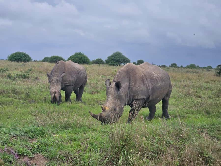 5 Hours Nairobi National Park Game Drive Tour 4x4 Open Roof - Key points to know before booking