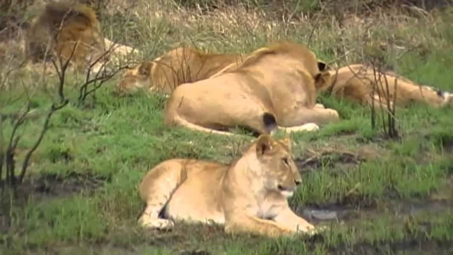 5 Hours Nairobi National Park Game Drive Tour 4x4 Open Roof - Why this Nairobi safari works so well for a short stay