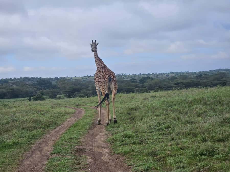 5 Hours Nairobi National Park Game Drive Tour 4x4 Open Roof - Entering the park at sunrise