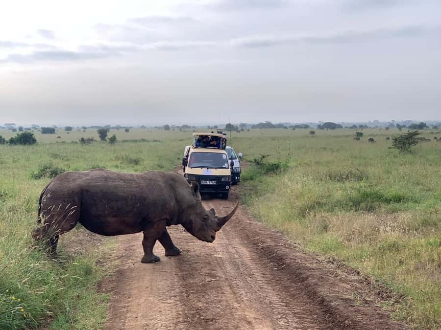 5 Hours Nairobi National Park Game Drive Tour 4x4 Open Roof - Three ecosystems, three ways to read the park