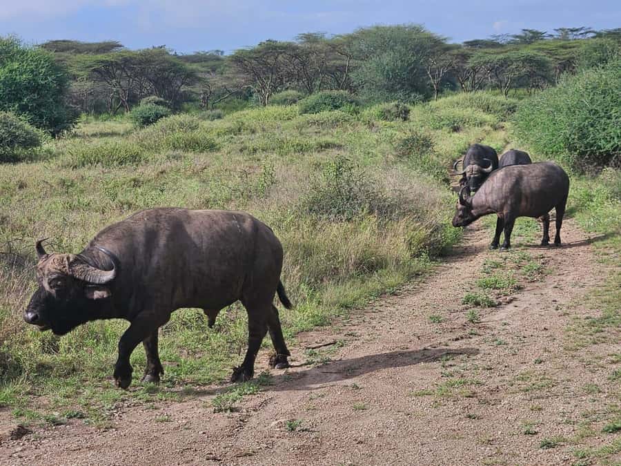 5 Hours Nairobi National Park Game Drive Tour 4x4 Open Roof - The animals you may see