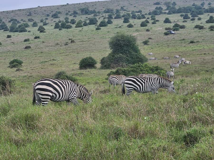 5 Hours Nairobi National Park Game Drive Tour 4x4 Open Roof - What the open-roof 4x4 adds