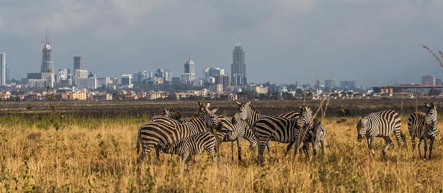 5 Hours Nairobi National Park Game Drive Tour 4x4 Open Roof - What $80 really buys you