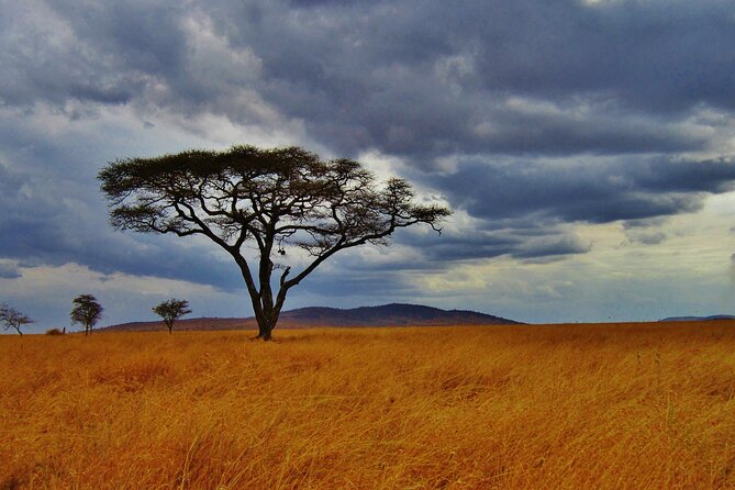 5days Tour Tsavo East & west, Amboseli from Mombasa / Nairobi - Three parks, one demanding but rewarding route