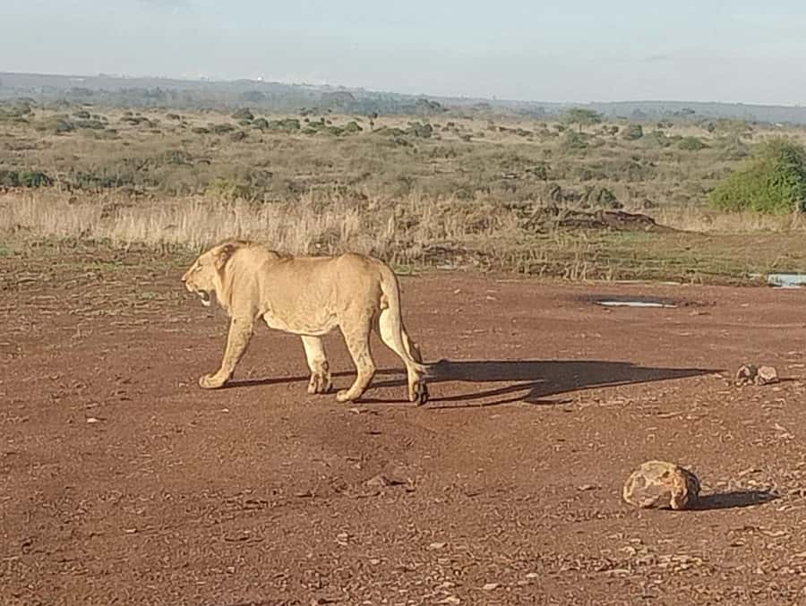 5Hrs Nairobi National Park MorningEvening Gamedrive 4x4 Van - Riding in the pop-up-roof 4x4 van
