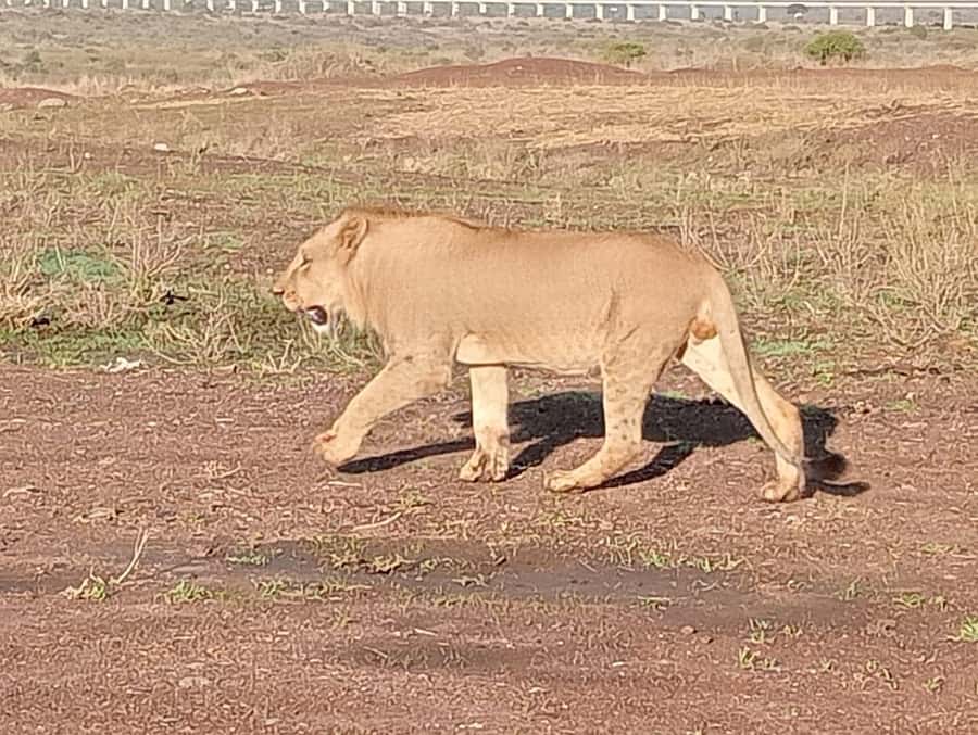 5Hrs Nairobi National Park MorningEvening Gamedrive 4x4 Van - Guides, pickup and the details that matter