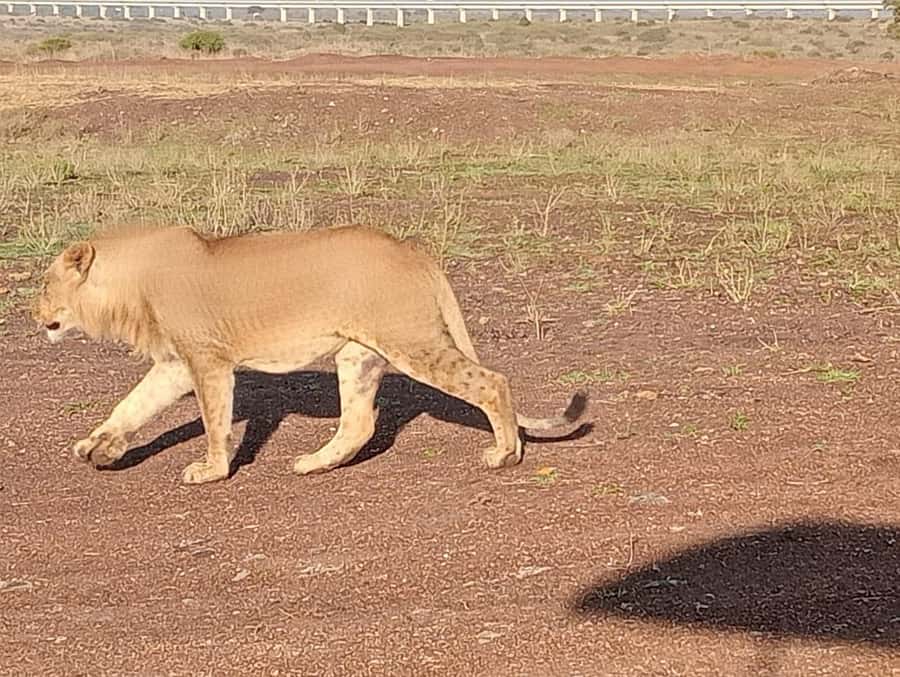 5Hrs Nairobi National Park MorningEvening Gamedrive 4x4 Van - What the $80 price really covers