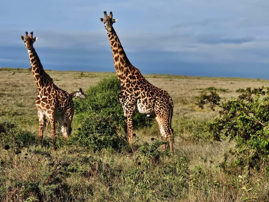 5Hrs Nairobi National Park MorningEvening Gamedrive 4x4 Van - Who will get the most from this safari