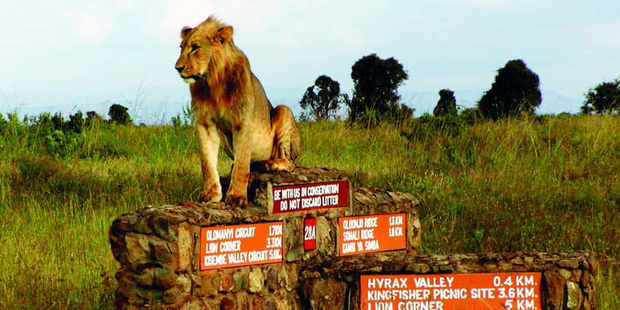 5Hrs Nairobi National Park MorningEvening Gamedrive 4x4 Van - The four-hour morning and evening schedule