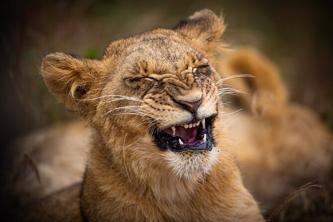 5Hrs Nairobi National Park MorningEvening gamedrive 4x4 vehicle - What the four-hour game drive is really like