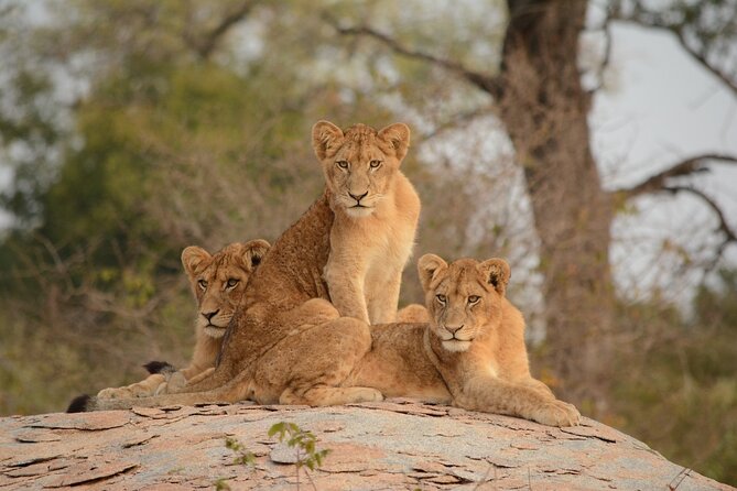 5Hrs Nairobi National Park MorningEvening gamedrive 4x4 vehicle - Making beads and pottery at the Kazuri stop