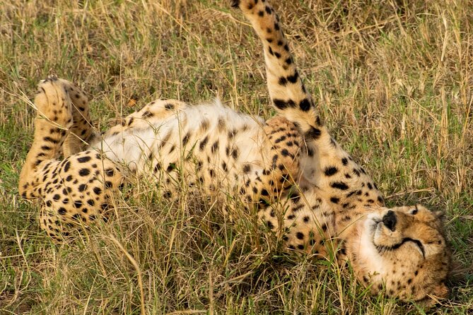 5Hrs Nairobi National Park MorningEvening gamedrive 4x4 vehicle - What the price does and does not promise