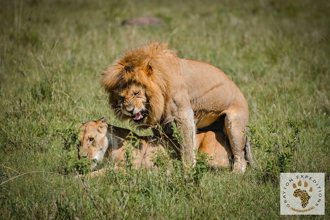 6-Day 5 Nights Masai Mara, Lake Nakuru & Amboseli Budget Safari - Day three: leaving Masai Mara for Lake Nakuru