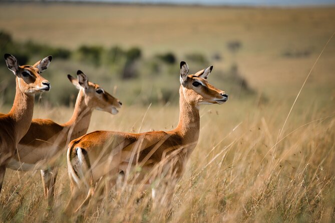 6-Day 5 Nights Masai Mara, Lake Nakuru & Amboseli Budget Safari - Day five: Amboseli’s elephants and mountain views