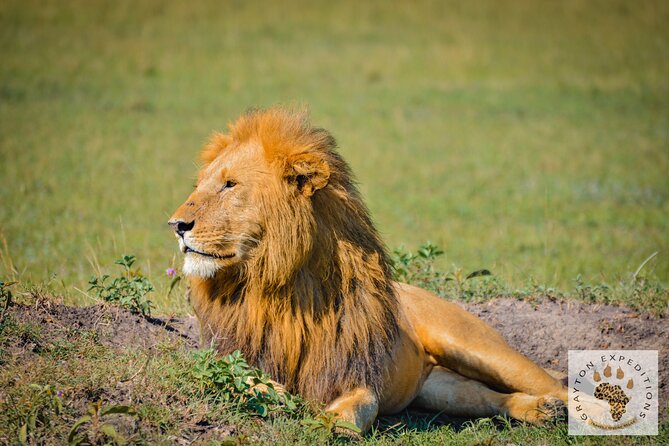 6-Day 5 Nights Masai Mara, Lake Nakuru & Amboseli Budget Safari - Day six: one last Amboseli drive and Nairobi