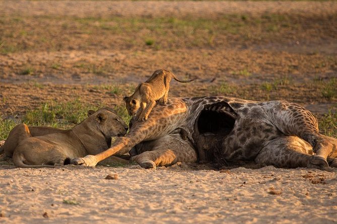 6-Day Kenya and Tanzania safari - Nairobi to Masai Mara: a long first day with an immediate payoff