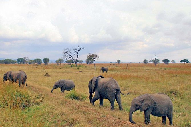6-Day Kenya and Tanzania safari - Crossing from Kenya into the Serengeti
