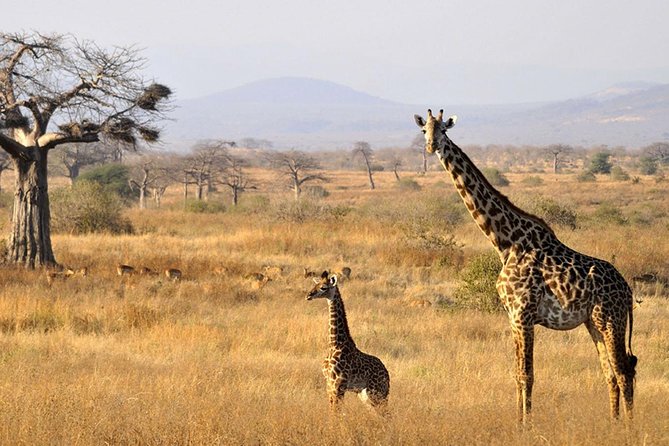 6-Day Kenya and Tanzania safari - Ngorongoro Crater offers a compact wildlife finale