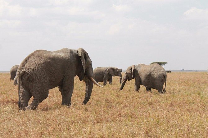 6-Day Kenya and Tanzania safari - A full day in the Masai Mara