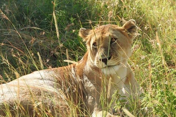 6 Day Maasai Mara, Lake Nakuru, Amboseli National Park - Day 3: Lake Nakuru and the changing flamingo picture