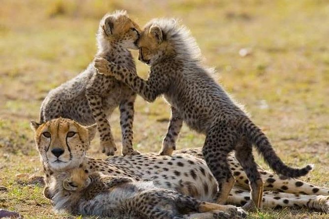 6 Day Maasai Mara, Lake Nakuru, Amboseli National Park - Day 2: A full game drive in Amboseli National Park