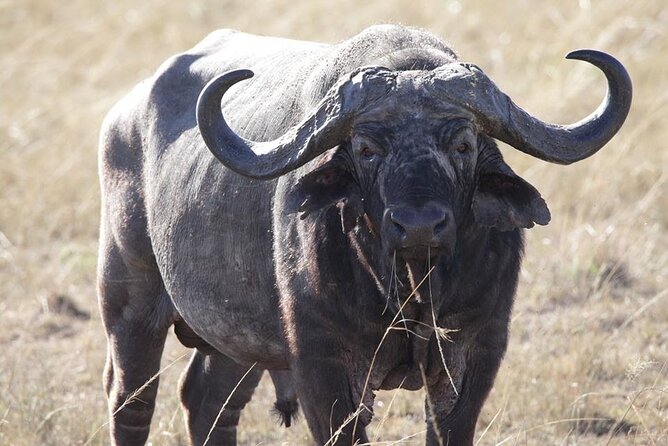 6-Day Maasai Mara, Lake Nakuru and Amboseli Safari - Day 5: Amboseli wildlife and the Kilimanjaro view